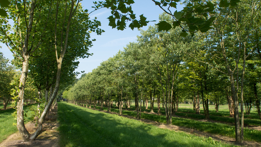 Celtis australis mehrstämmige Schirmform