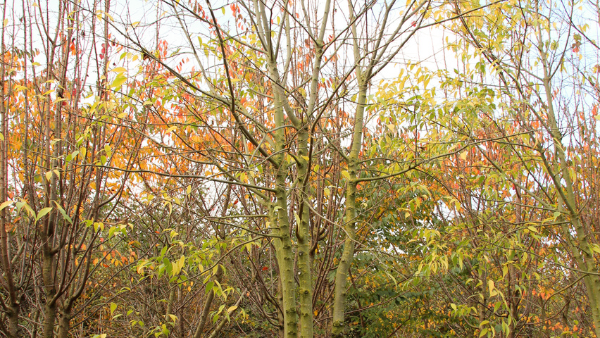 Celtis australis mehrstämmige Schirmform