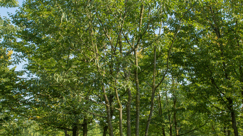 Celtis australis mehrstämmige Schirmform