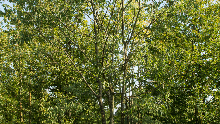 Celtis australis mehrstämmige Schirmform