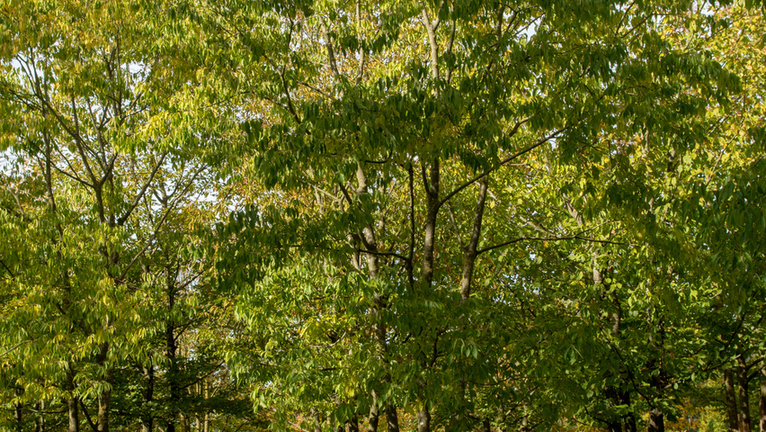 Celtis australis mehrstämmige Schirmform
