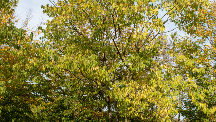 Celtis australis mehrstämmige Schirmform