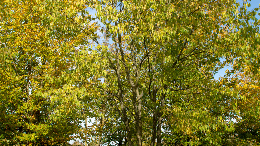 Celtis australis mehrstämmige Schirmform