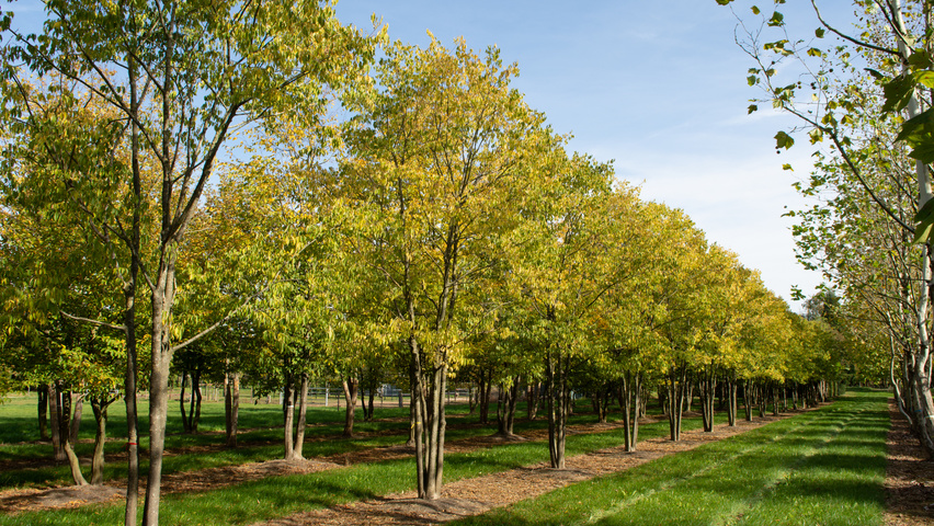 Celtis australis mehrstämmige Schirmform