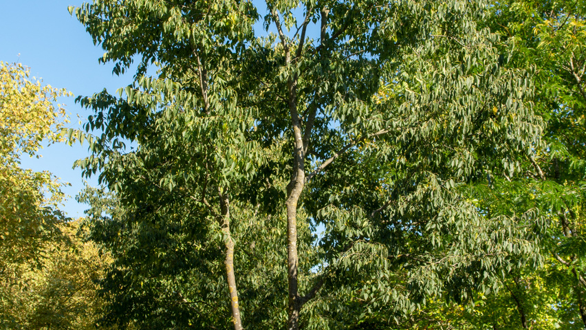 Celtis australis mehrstämmige Schirmform
