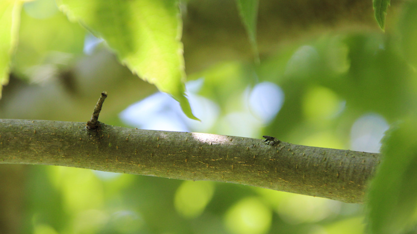 Celtis australis Zweige
