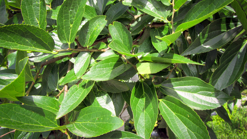 Celtis julianae blad