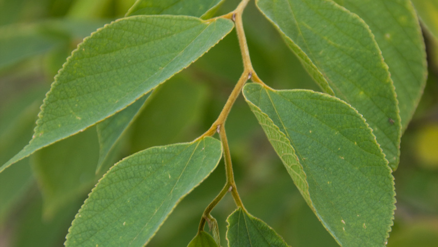 Celtis julianae blad