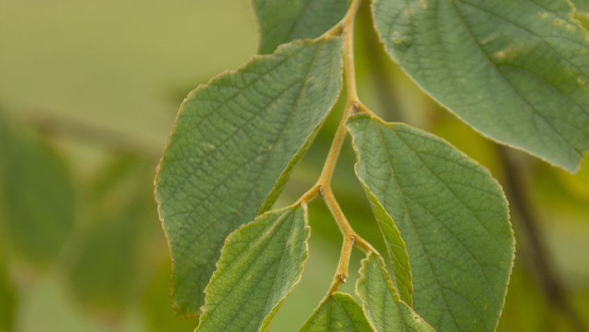 Celtis julianae blad