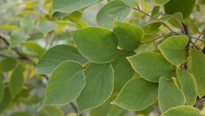 Celtis julianae blad
