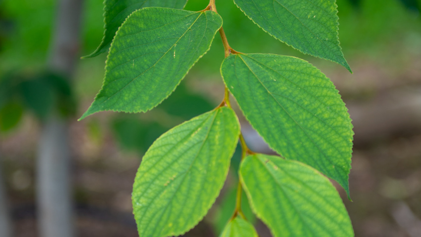 Celtis julianae blad