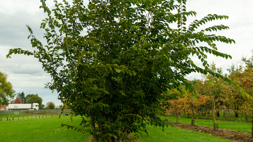 Celtis julianae meerstammig
