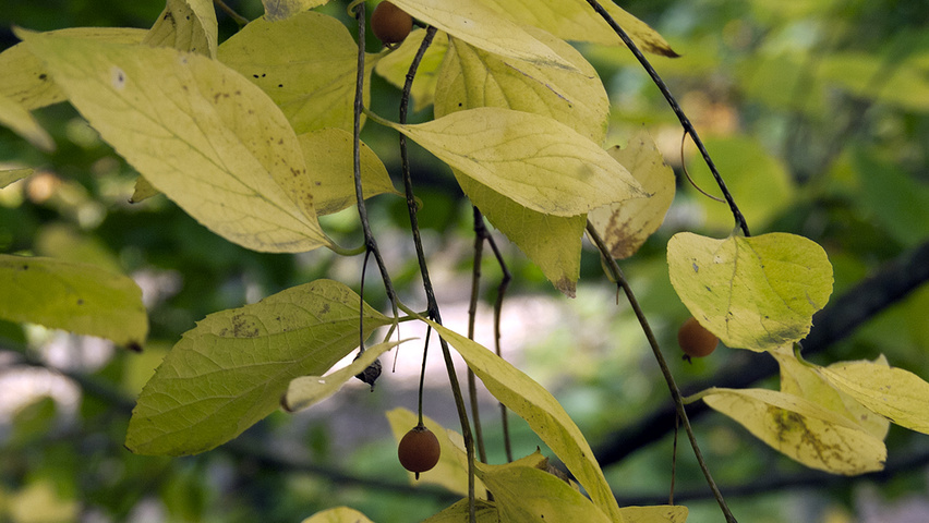 Celtis occidentalis Herbstblatt