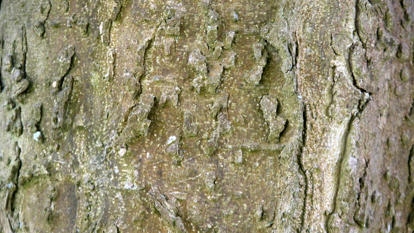 Celtis occidentalis Rinden