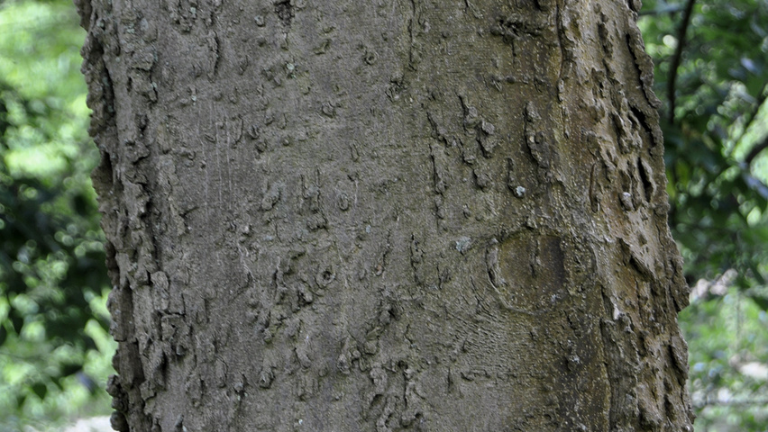 Celtis occidentalis Rinden