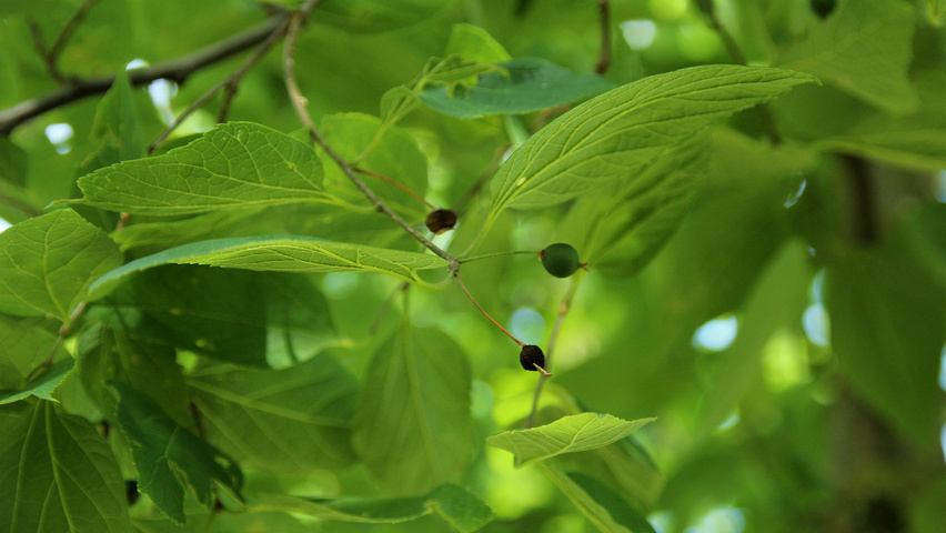 Celtis occidentalis Frucht