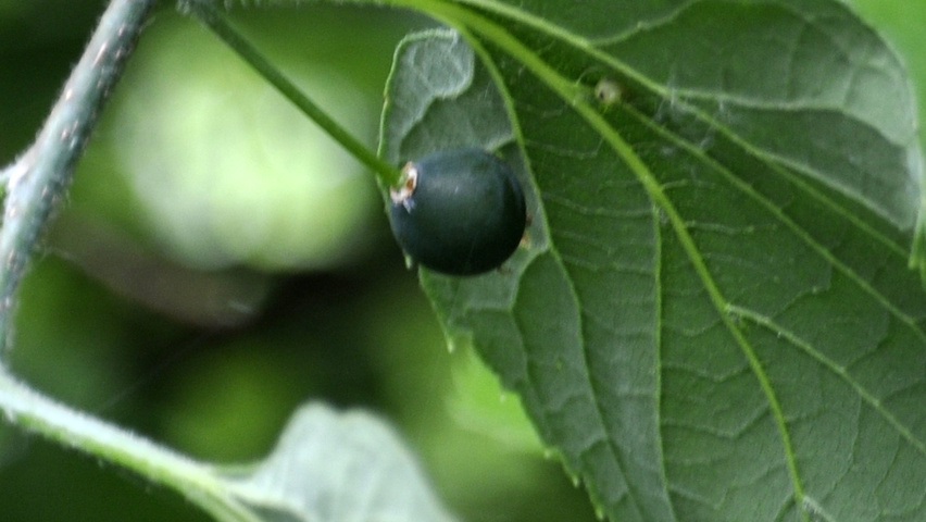 Celtis occidentalis Frucht