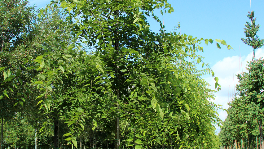 Celtis occidentalis hochstämmig