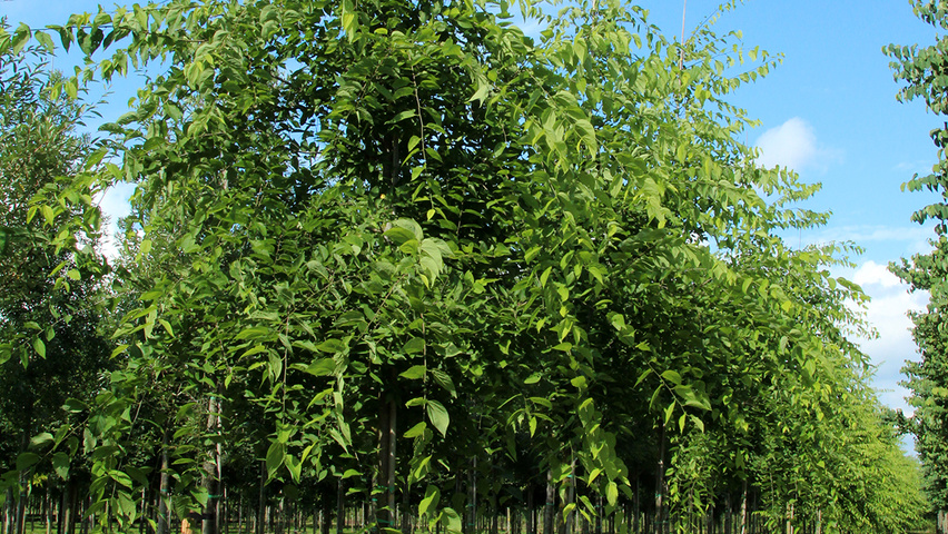 Celtis occidentalis hochstämmig