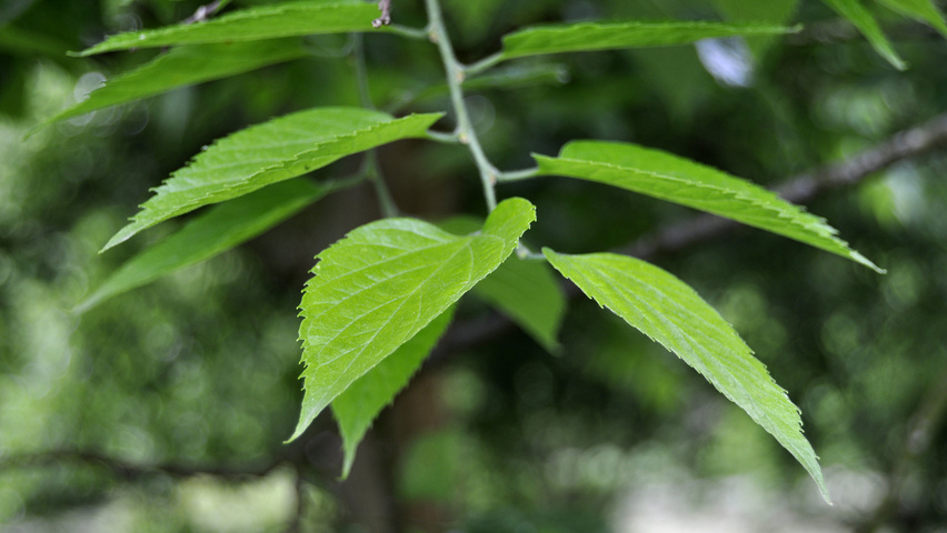 Celtis occidentalis Blatt