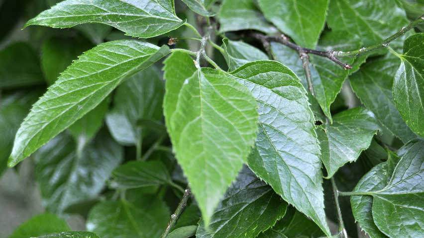 Celtis occidentalis Blatt