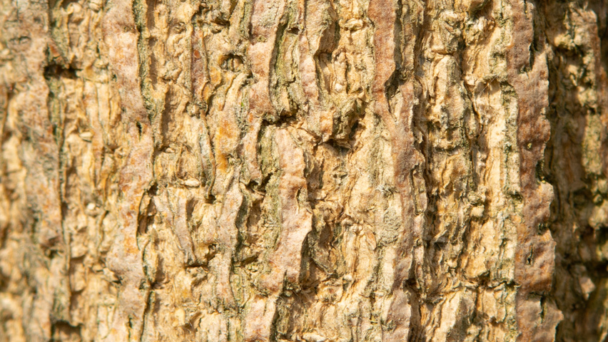 Celtis 'Magnifica' Rinden