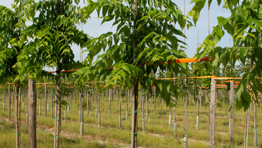 Celtis 'Magnifica' hochstämmig