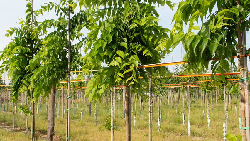Celtis 'Magnifica' TreeEbb Baumsuchmaschine im