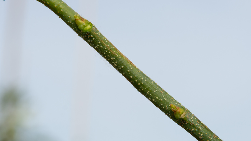 Celtis 'Magnifica' Zweige