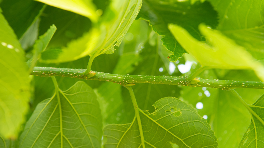 Celtis 'Magnifica' Zweige
