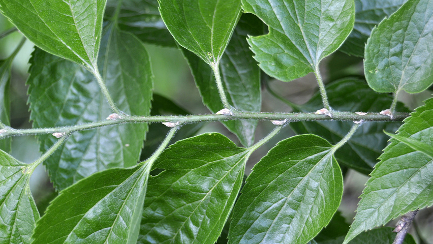 Celtis occidentalis Zweige