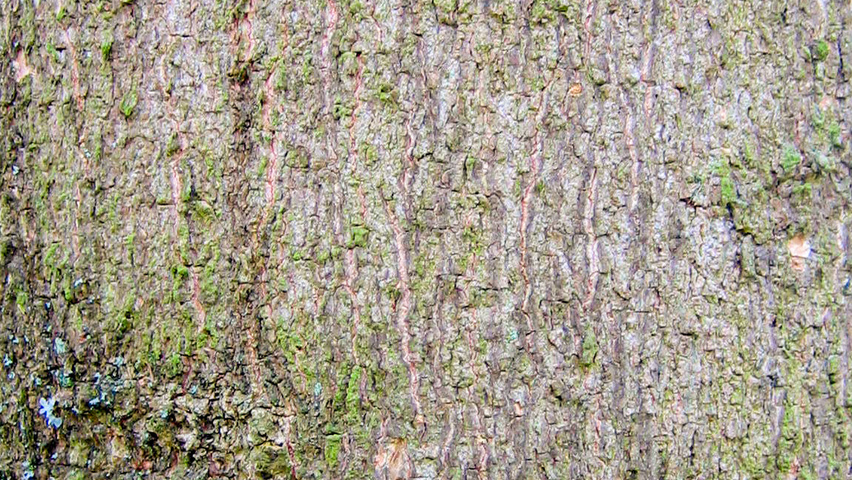 Celtis sinensis bark