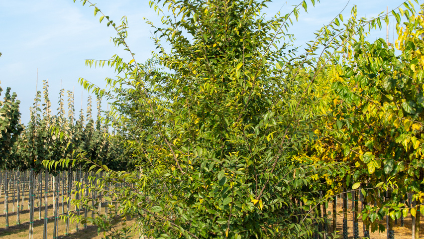 Celtis sinensis feathered