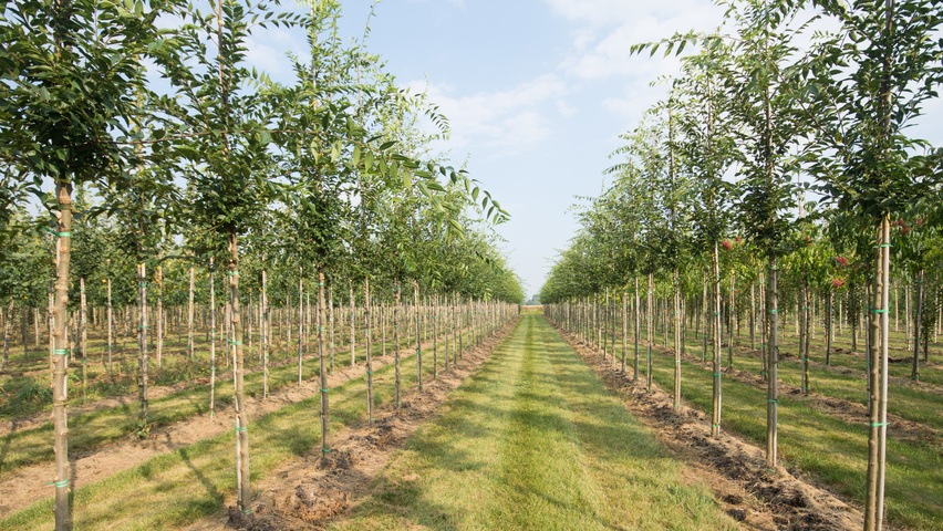 Celtis sinensis standard tree
