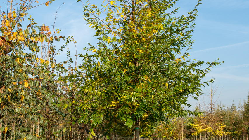 Celtis sinensis standard tree