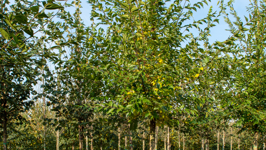 Celtis sinensis standard tree