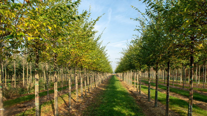 Celtis sinensis standard tree