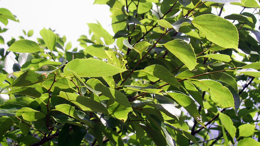Celtis sinensis leaves