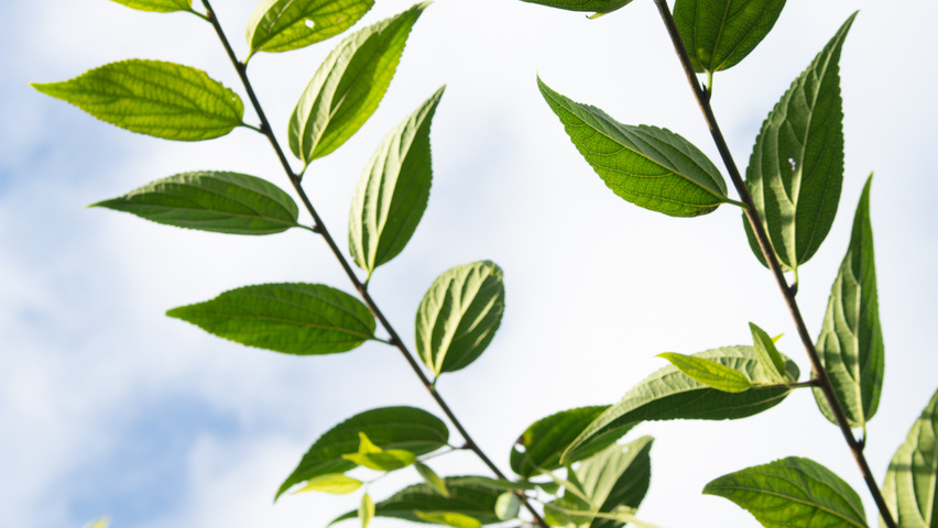Celtis sinensis leaves