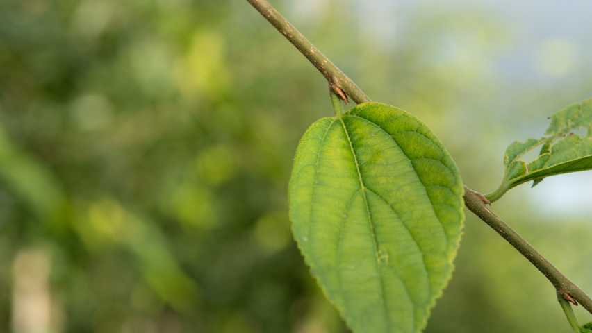 Celtis sinensis leaves