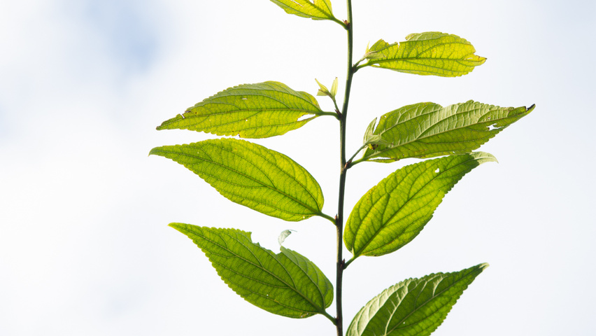 Celtis sinensis leaves