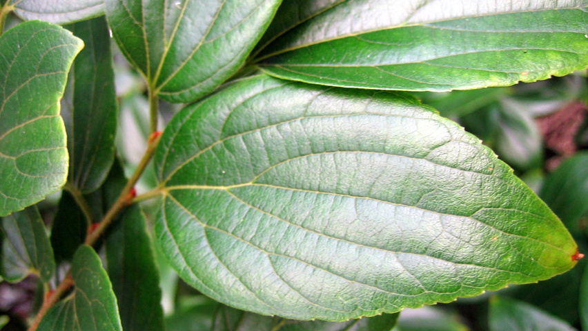 Celtis sinensis leaves