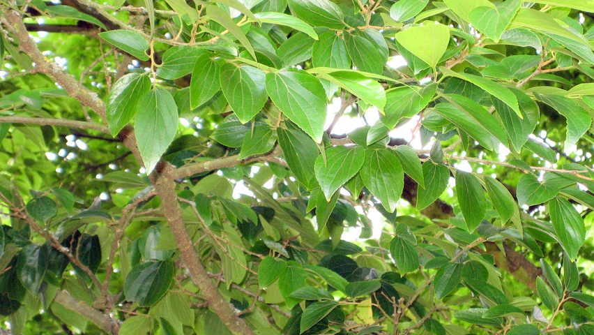 Celtis sinensis leaves