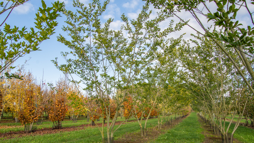 Celtis sinensis multi-stem umbrella