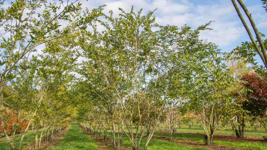 Celtis sinensis multi-stem umbrella