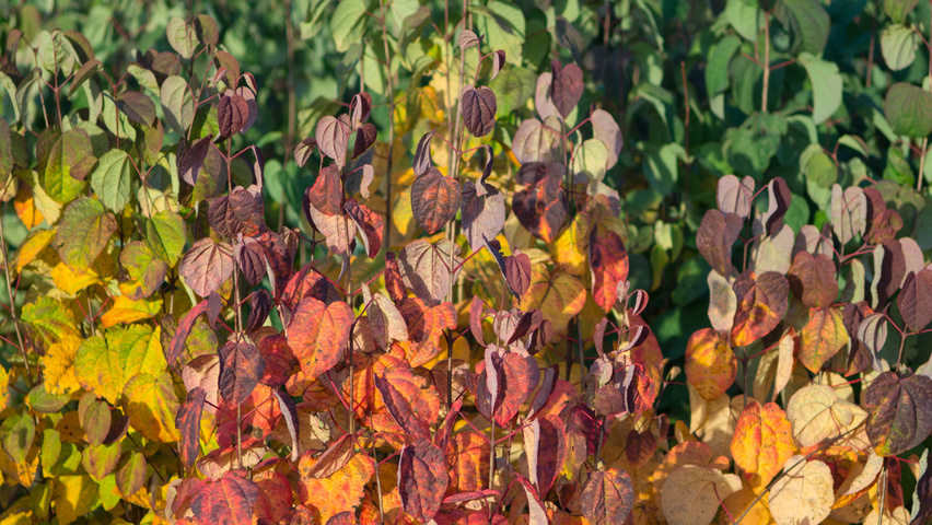 Cercidiphyllum japonicum herfstblad