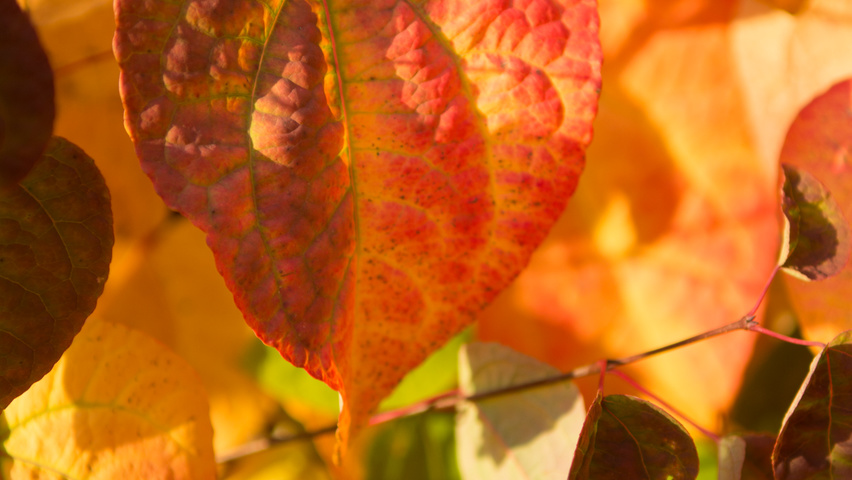 Cercidiphyllum japonicum herfstblad
