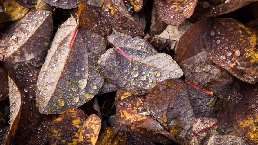 Cercidiphyllum japonicum herfstblad