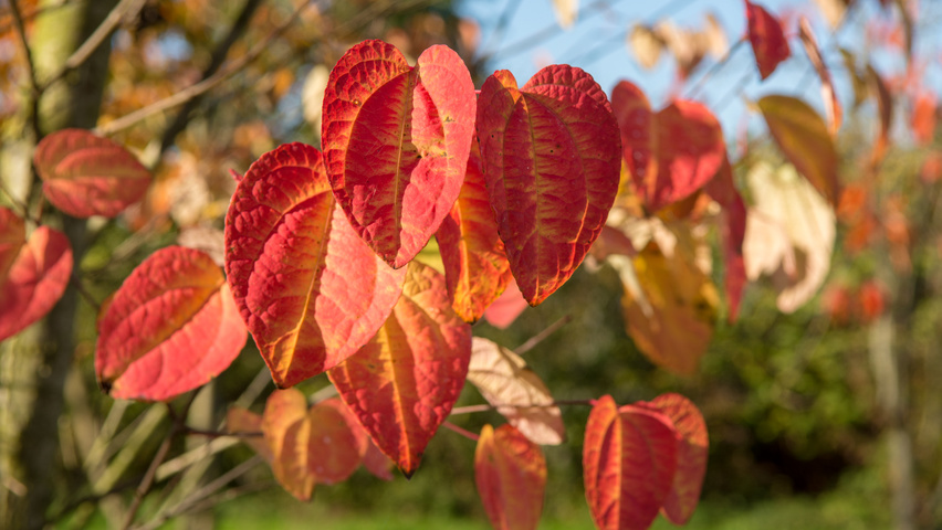 Cercidiphyllum japonicum herfstblad