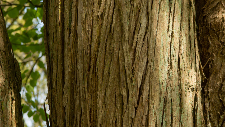 Cercidiphyllum japonicum bast